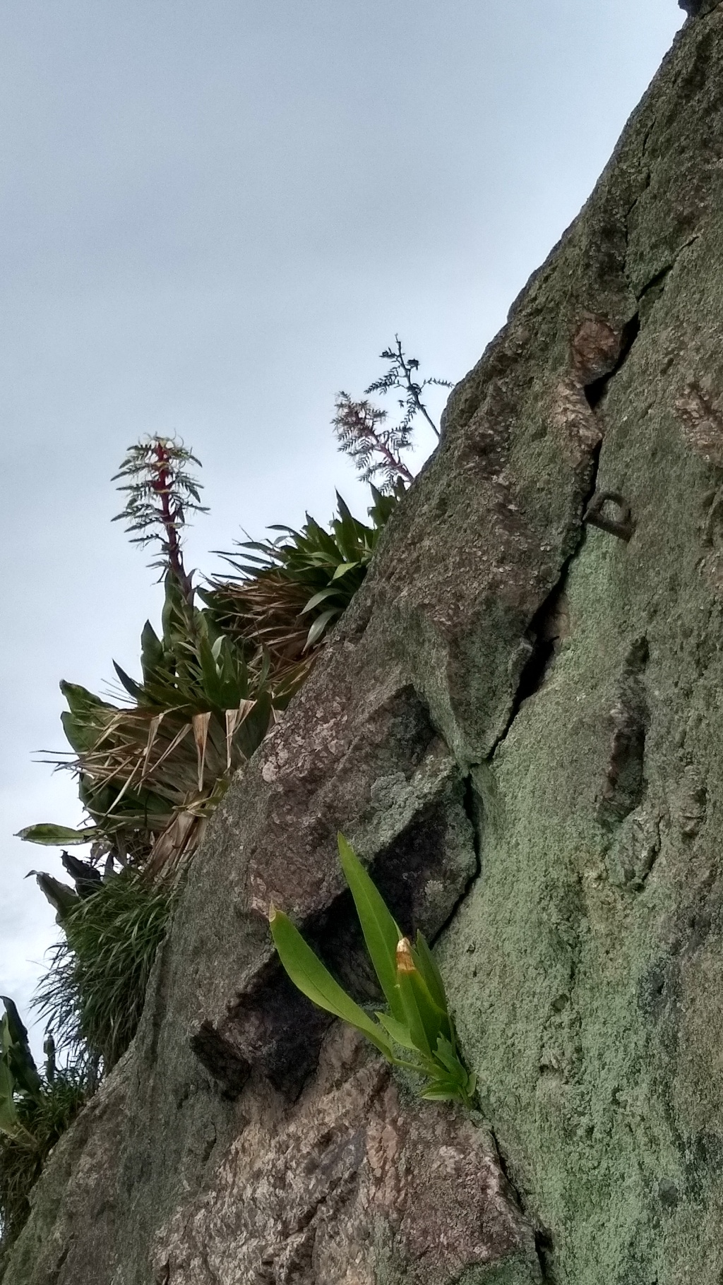 Flores na pedra