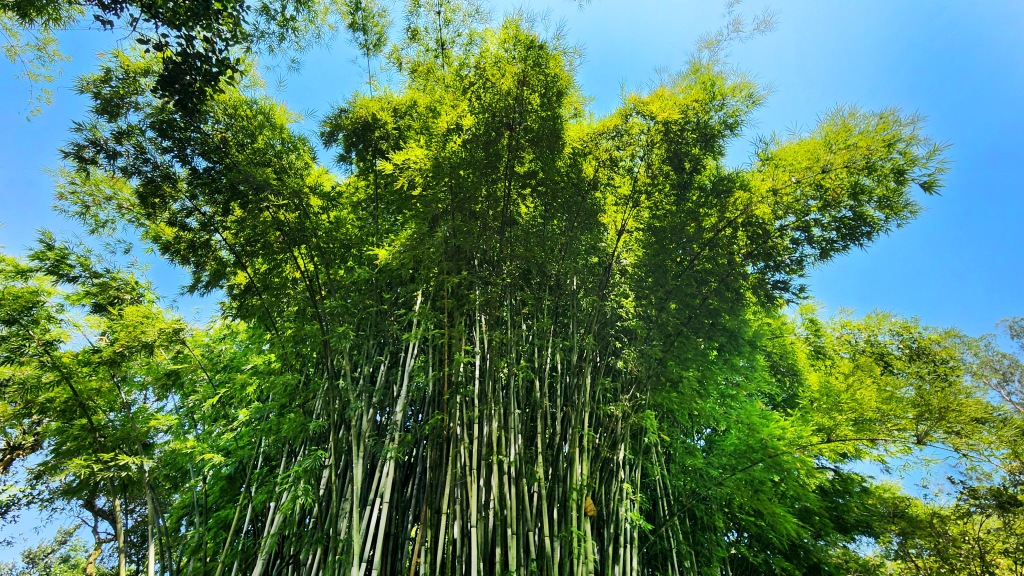 O bambu e a flecha